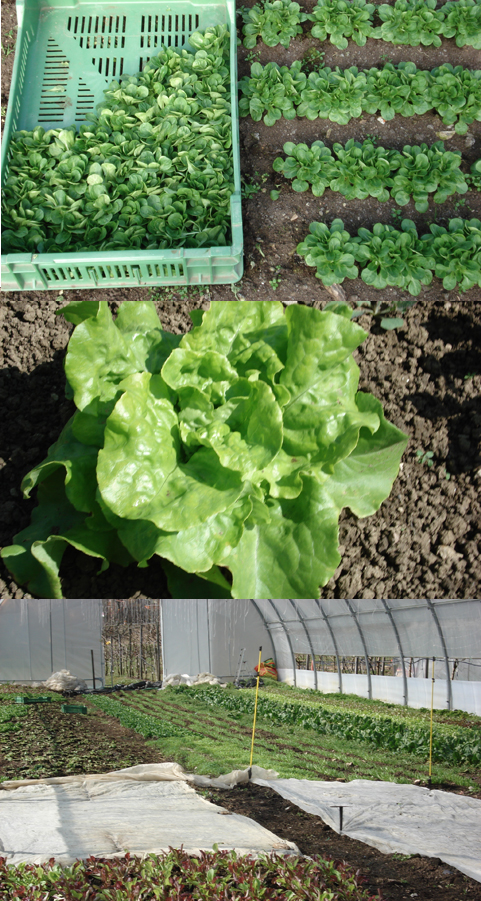 Gemüse und Salate